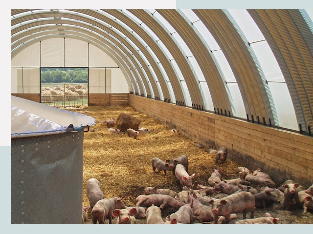 Строительство свинарников в Дмитрах