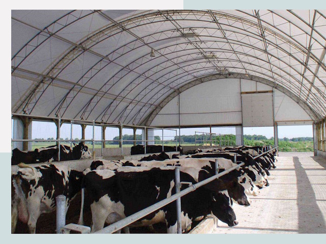 Тентовые коровники в Дмитрах